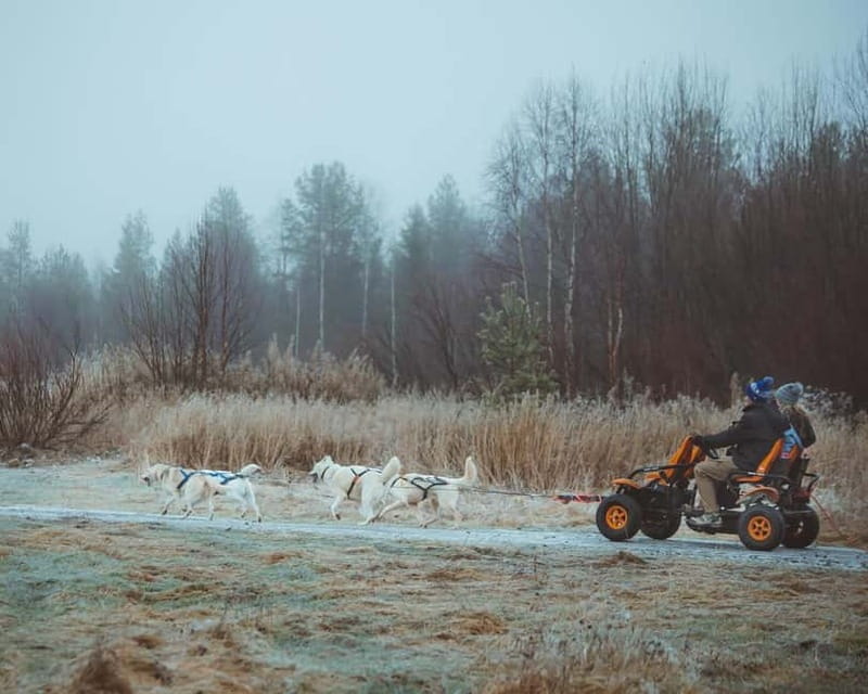 Rovaniemi: Autumn Husky Ride on Wheels - Meeting the dogs before the 3-kilometer ride