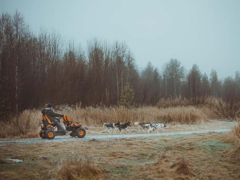 Rovaniemi: Autumn Husky Ride on Wheels - What $169 buys you