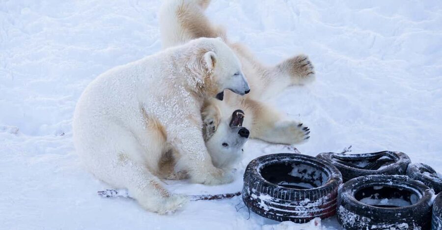 Rovaniemi: Day at Ranua Wildlife Park Arctic Zoo - Why Ranua works as a day trip from Rovaniemi