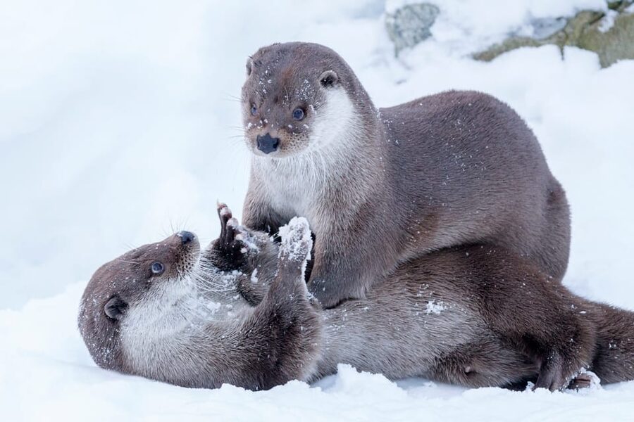 Rovaniemi: Day at Ranua Wildlife Park Arctic Zoo - What you can see at Ranua Wildlife Park