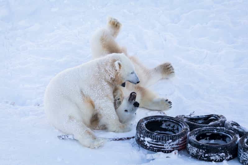 Rovaniemi: Day at Ranua Wildlife Park Arctic Zoo - Buffet lunch after the animal park