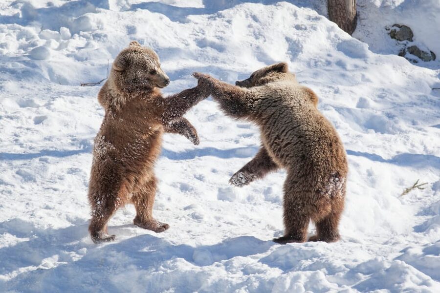 Rovaniemi: Day at Ranua Wildlife Park Arctic Zoo - Who will enjoy this outing most?
