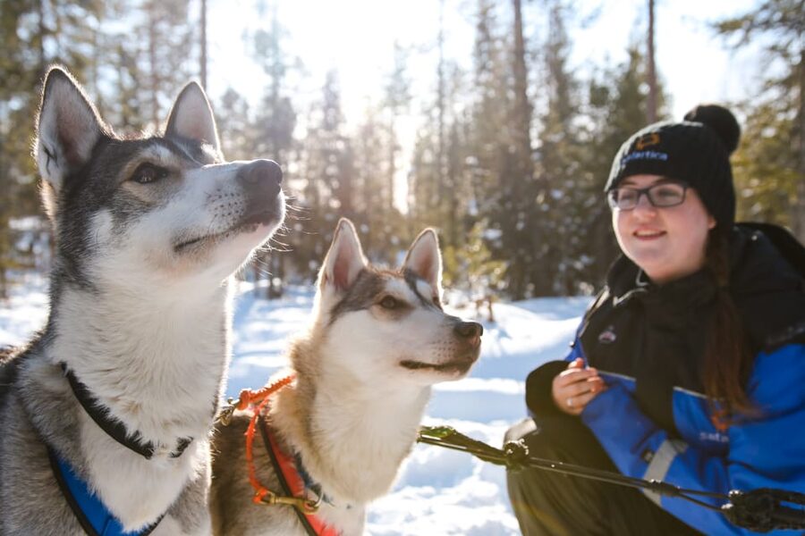 Rovaniemi: Daytime Husky Safari - Meeting The Alaskan Huskies At The Kennel