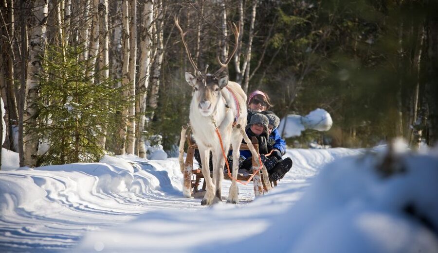 Rovaniemi: Daytime Reindeer Sleigh Ride - How much value do you get from two hours?