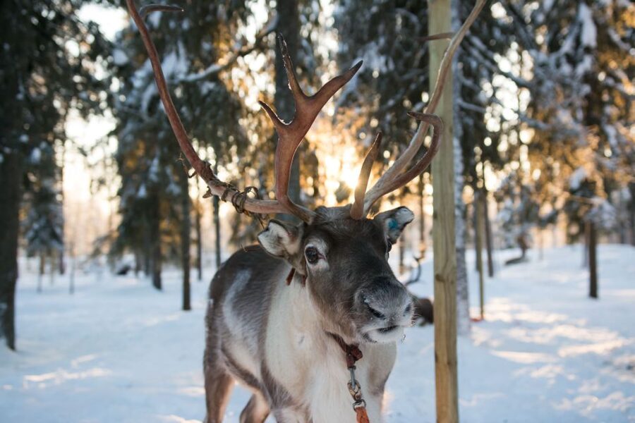 Rovaniemi: Daytime Reindeer Sleigh Ride - Meeting Safartica in central Rovaniemi