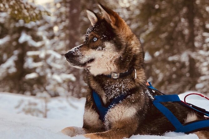Rovaniemi: Drive Your Own Husky Team (6–10 km) & BBQ - Quick facts about the husky safari