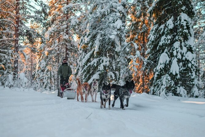 Rovaniemi: Drive Your Own Husky Team (6–10 km) & BBQ - Arriving at the secluded husky farm