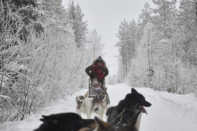 Rovaniemi: Drive Your Own Husky Team (6–10 km) & BBQ - Meeting the huskies after the ride