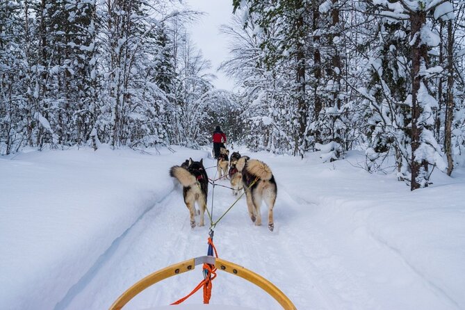 Rovaniemi: Drive Your Own Husky Team (6–10 km) & BBQ - Warming up beside the Kota fire