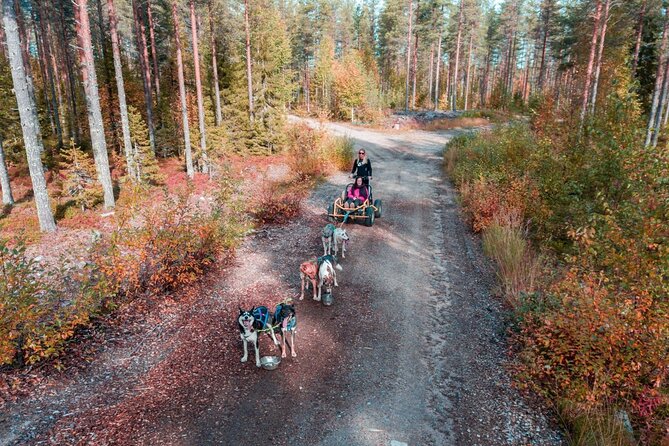 Rovaniemi: Drive Your Own Husky Team (Autumn) & BBQ - What the four-hour outing actually involves