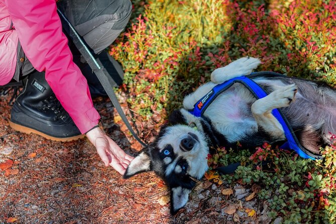 Rovaniemi: Drive Your Own Husky Team (Autumn) & BBQ - The weather issue is more serious than it sounds