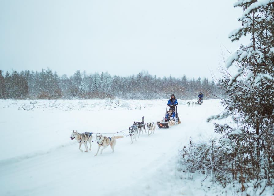 Rovaniemi: Early Winter Husky Sled Ride - Why this early winter husky tour works