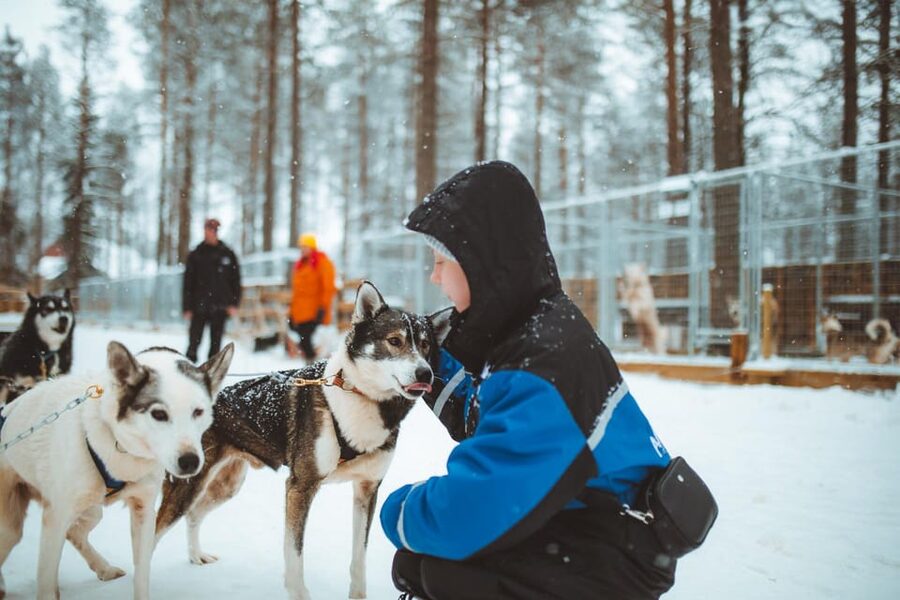 Rovaniemi: Early Winter Husky Sled Ride - Taking control on the 3-kilometer route