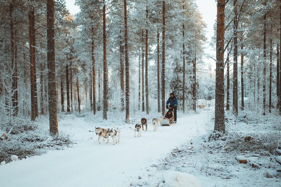 Rovaniemi: Early Winter Husky Sled Ride - What the Arctic cold feels like on this activity