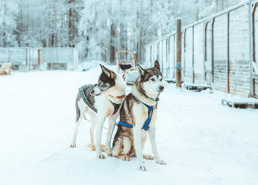 Rovaniemi: Early Winter Husky Sled Ride - Transfers from Rovaniemi and Santa Claus Village