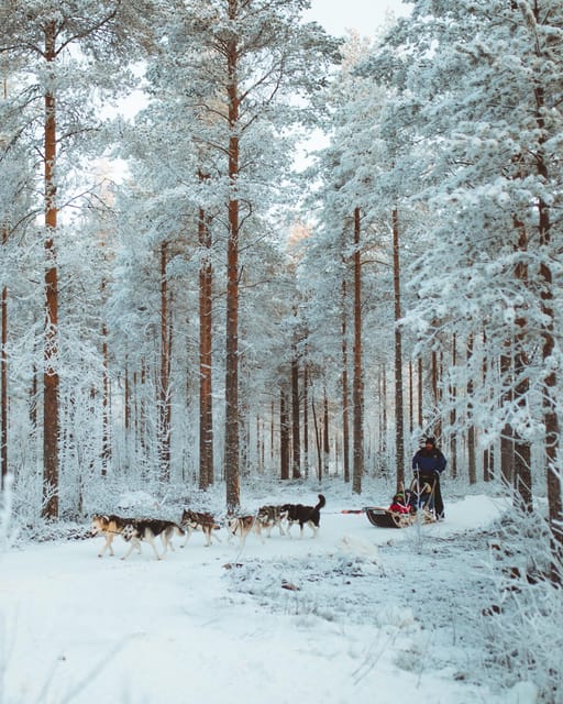 Rovaniemi: Early Winter Husky Sled Ride - Should you book the Apukka husky ride?