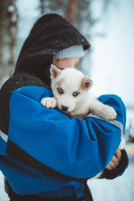 Rovaniemi: Early Winter Husky Sled Ride - Arriving at Apukka Resort and meeting the huskies