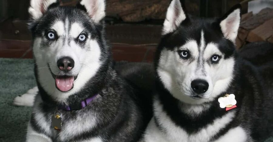 Rovaniemi: Family Friendly Husky Ride and Farm Visit - What this Rovaniemi husky experience really offers