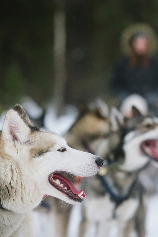 Rovaniemi: Family Friendly Husky Ride and Farm Visit - Meeting the huskies and hearing their story