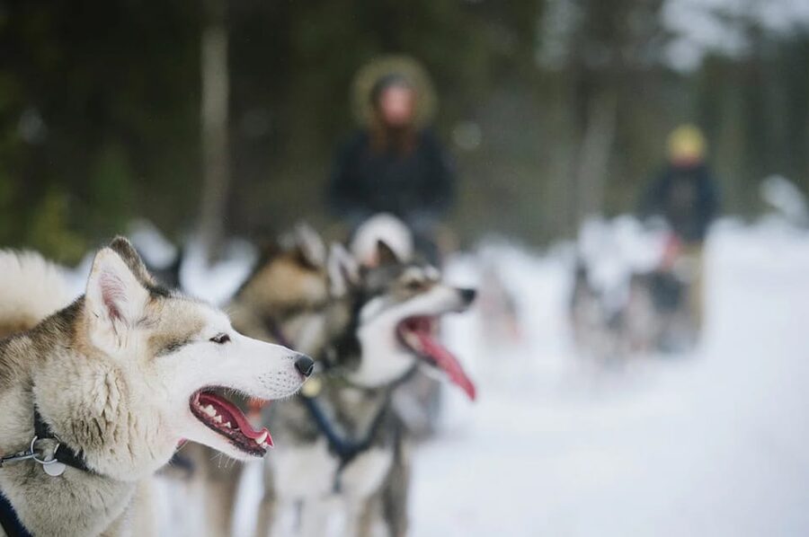 Rovaniemi: Family Friendly Husky Ride and Farm Visit - The five-minute ride through the snow