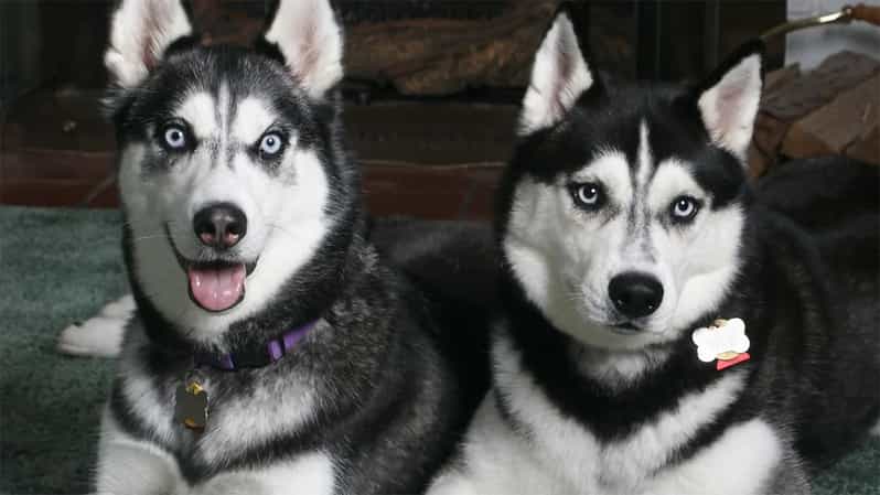 Rovaniemi: Family Friendly Husky Ride and Farm Visit - Starting at Maakuntakatu 29 in central Rovaniemi