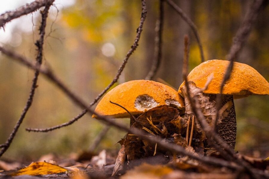 Rovaniemi forest foraging adventure: Pick, Prepare, Savor - Key points to know before you book