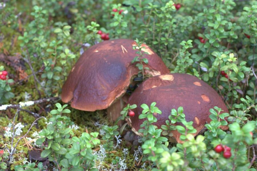 Rovaniemi forest foraging adventure: Pick, Prepare, Savor - Why this forest outing feels different from a standard nature walk