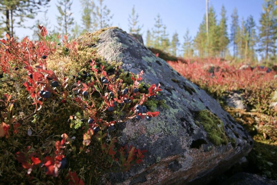 Rovaniemi forest foraging adventure: Pick, Prepare, Savor - Berries are the easy, delicious part