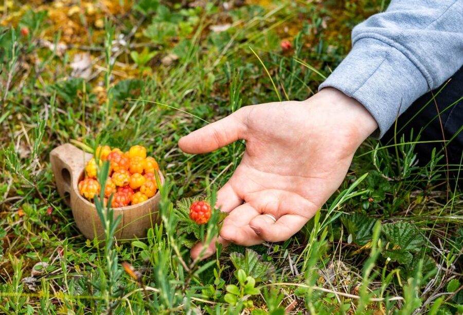 Rovaniemi forest foraging adventure: Pick, Prepare, Savor - Mushroom hunting requires patience and care