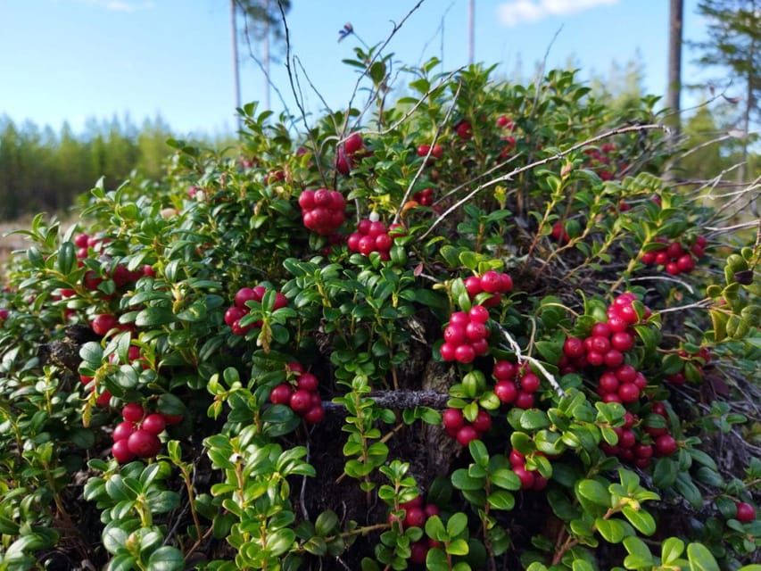 Rovaniemi forest foraging adventure: Pick, Prepare, Savor - Cooking soup over an open fire is the best finish