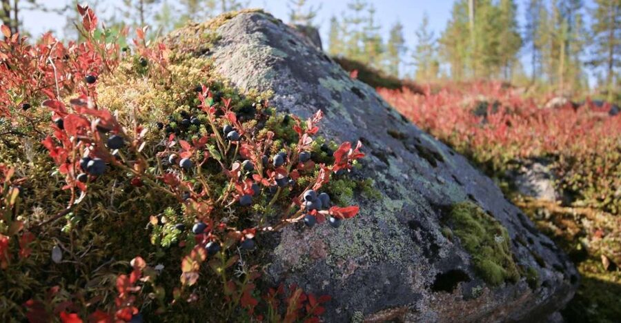 Rovaniemi forest foraging adventure: Pick, Prepare, Savor - What the $135 price gives you