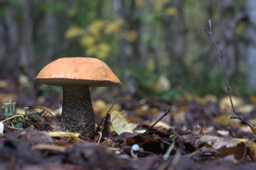 Rovaniemi forest foraging adventure: Pick, Prepare, Savor - Who should book this experience