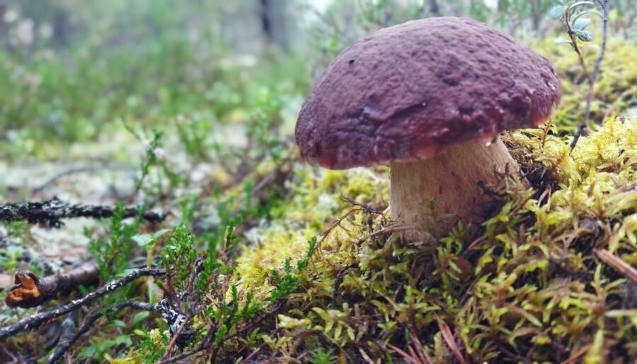 Rovaniemi forest foraging adventure: Pick, Prepare, Savor - Pickup in Rovaniemi keeps the morning or afternoon easy