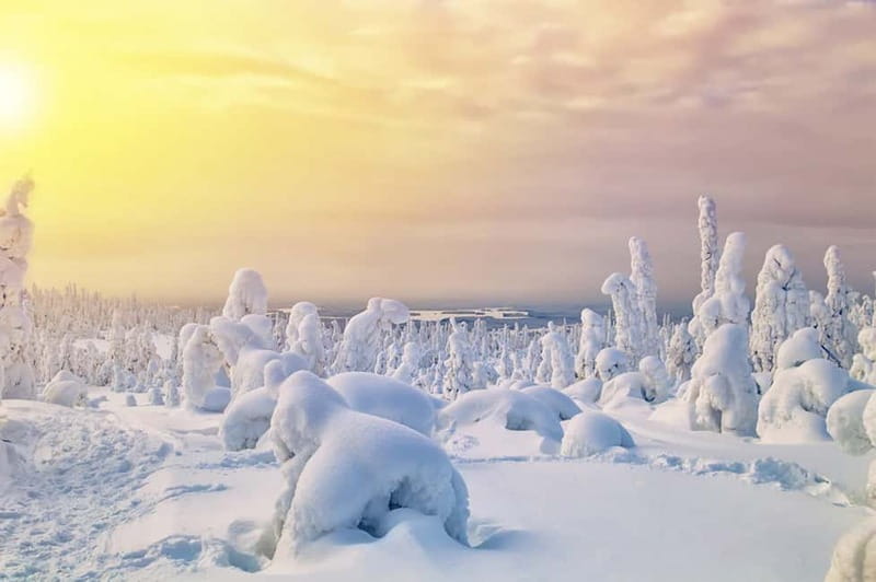 Rovaniemi: Full-Day Highlights Tour with Buffet Lunch - Who Will Enjoy This Tour Most?