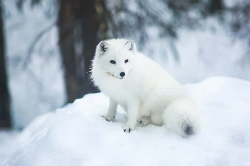 Rovaniemi: Full-Day Highlights Tour with Buffet Lunch - Reindeer, Sámi Culture, And The Limits Of A Short Ride