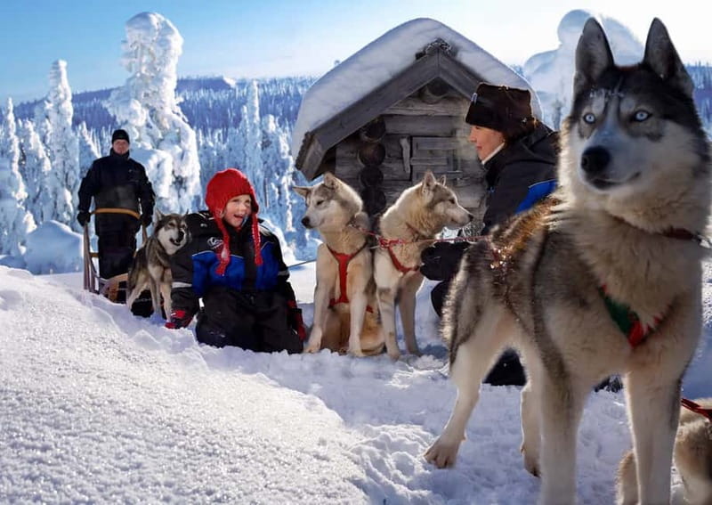 Rovaniemi: Full-Day Highlights Tour with Buffet Lunch - Buffet Lunch In The Middle Of A Busy Day