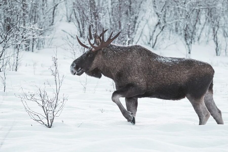Rovaniemi: Full-Day Highlights Tour with Buffet Lunch - Arktikum Museum: The Stop That Gives The Day Meaning
