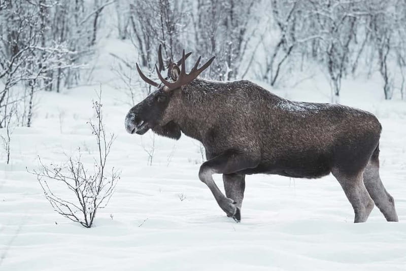 Rovaniemi: Full-Day Highlights Tour with Buffet Lunch - Is $294 A Fair Price?