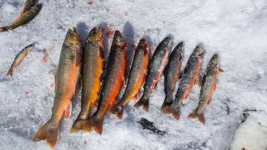 Rovaniemi: Half-Day Snowmobile & Ice Fishing Experience - Snowmobiling through the Nordic forests