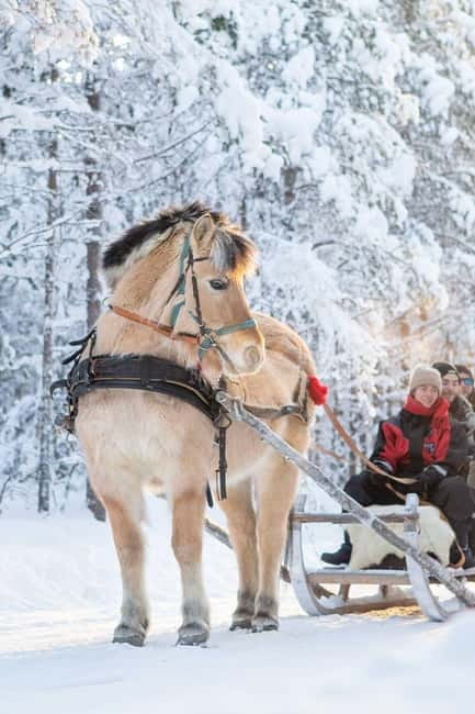 Rovaniemi: Horse Sleigh Ride under the Night Sky - Key Details Before You Book