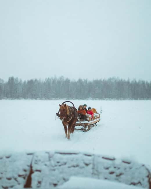 Rovaniemi: Horse Sleigh Ride under the Night Sky - A Campfire With Sausages and Hot Drinks