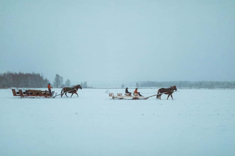 Rovaniemi: Horse Sleigh Ride under the Night Sky - Who Will Enjoy This Evening Most