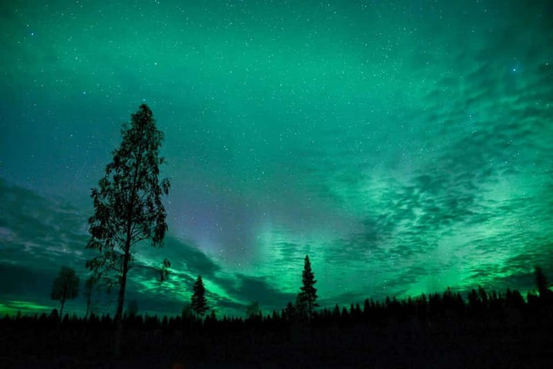 Rovaniemi: Horse Sleigh Ride under the Night Sky - Choosing a Sleigh and Meeting the Finn Horses