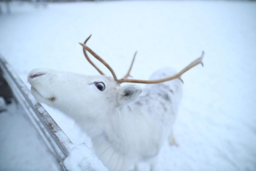 Rovaniemi: Husky and reindeer farm visit with sleigh rides - A Four-Hour Taste of Lapland Near Rovaniemi