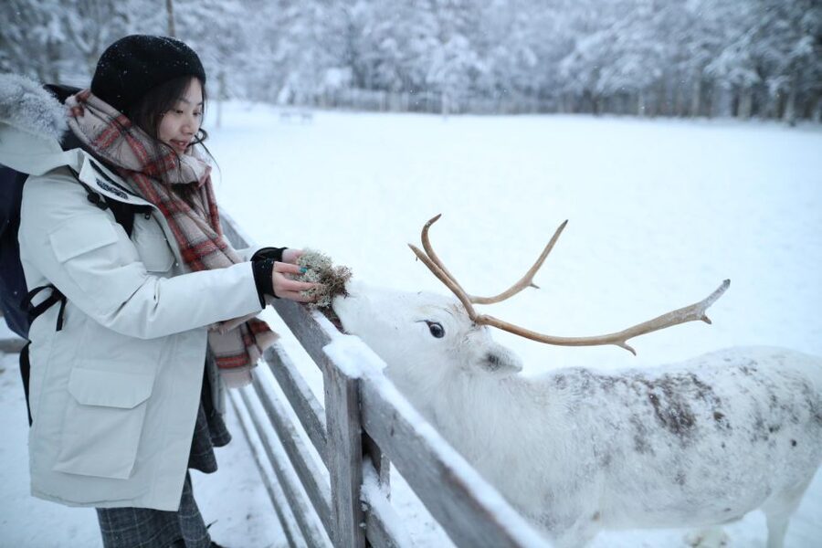Rovaniemi: Husky and reindeer farm visit with sleigh rides - Starting With the Husky Park and Its Working Dogs