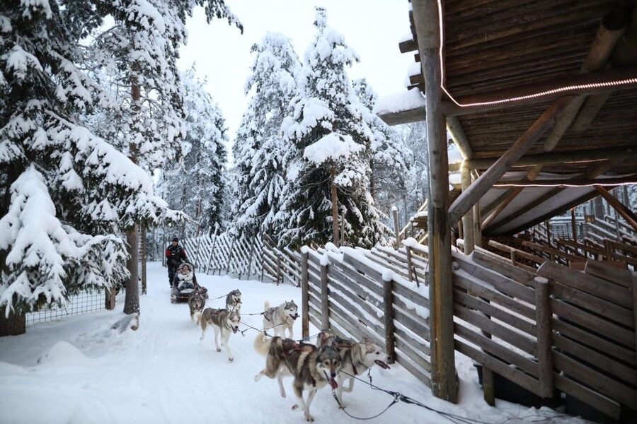 Rovaniemi: Husky and reindeer farm visit with sleigh rides - Meeting Reindeer at the Farm