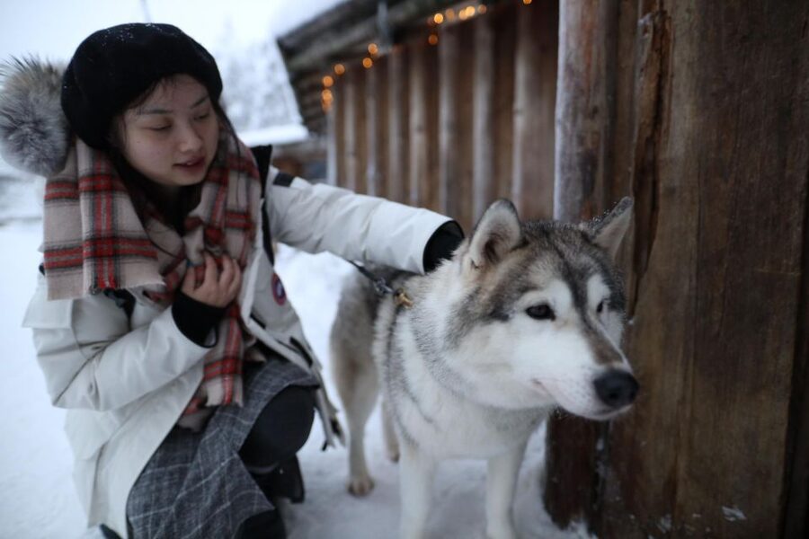 Rovaniemi: Husky and reindeer farm visit with sleigh rides - The 400-Meter Reindeer Sleigh Trip