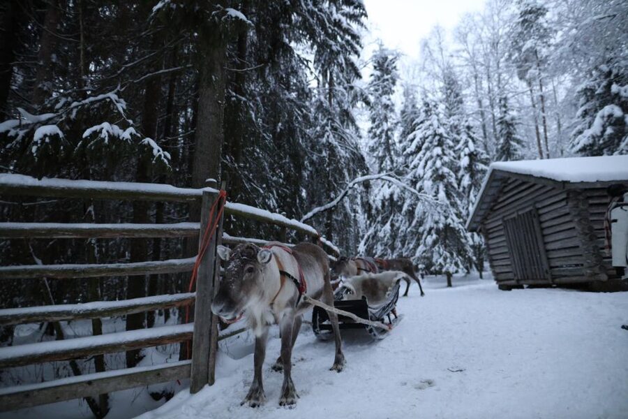 Rovaniemi: Husky and reindeer farm visit with sleigh rides - Is $212 Good Value?