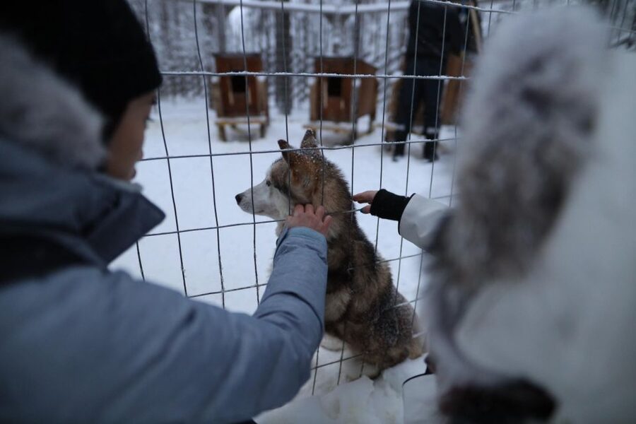 Rovaniemi: Husky and reindeer farm visit with sleigh rides - The Seasonal Difference Before December 1