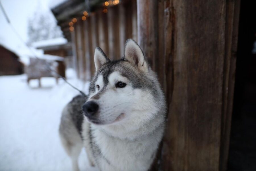 Rovaniemi: Husky and reindeer farm visit with sleigh rides - Who Will Enjoy This Most